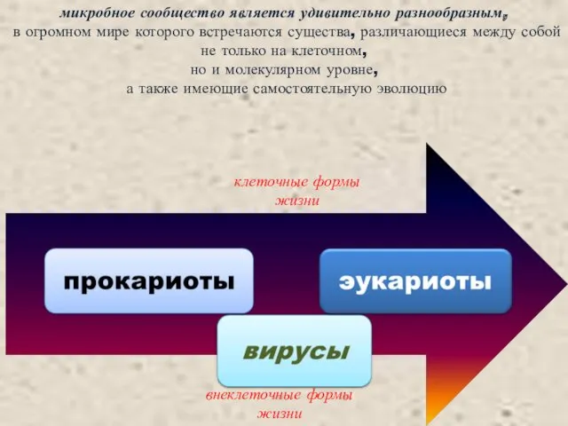 клеточные формы жизни внеклеточные формы жизни микробное сообщество является удивительно