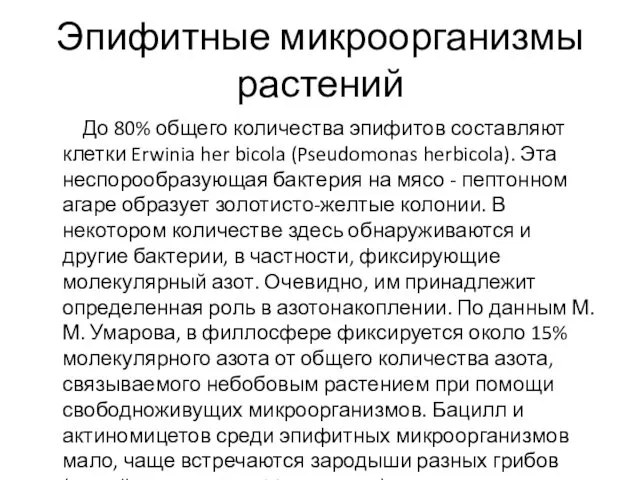 Эпифитные микроорганизмы растений До 80% общего количества эпифитов составляют клетки