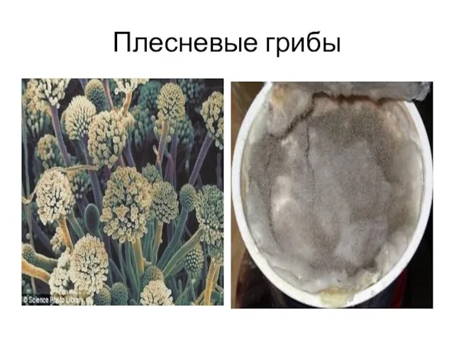 Плесневые грибы