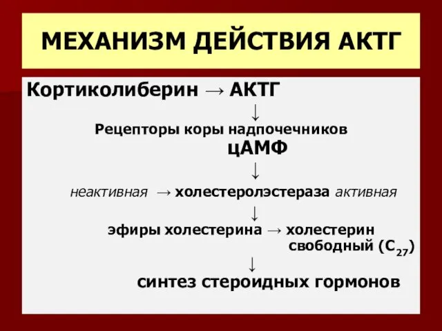 МЕХАНИЗМ ДЕЙСТВИЯ АКТГ Кортиколиберин → АКТГ ↓ Рецепторы коры надпочечников