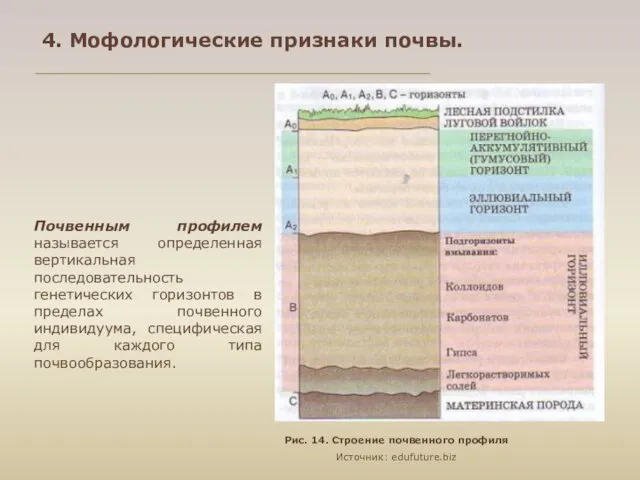 Рис. 14. Строение почвенного профиля Источник: edufuture.biz Почвенным профилем называется