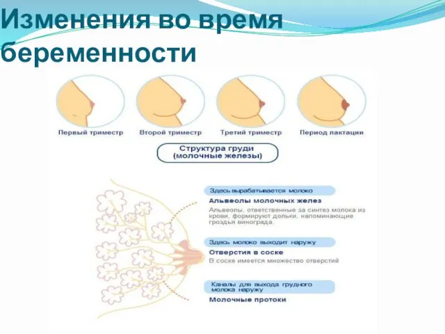 Изменения во время беременности