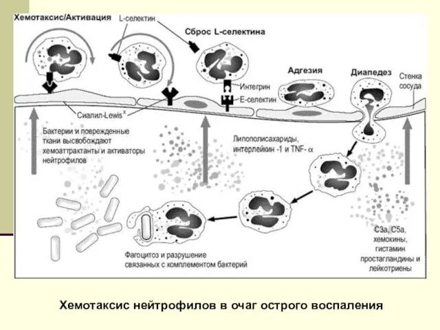 Хемотаксис нейтрофилов в очаг острого воспаления