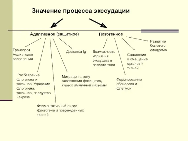 Значение процесса экссудации Адаптивное (защитное) Патогенное Транспорт медиаторов воспаления Доставка