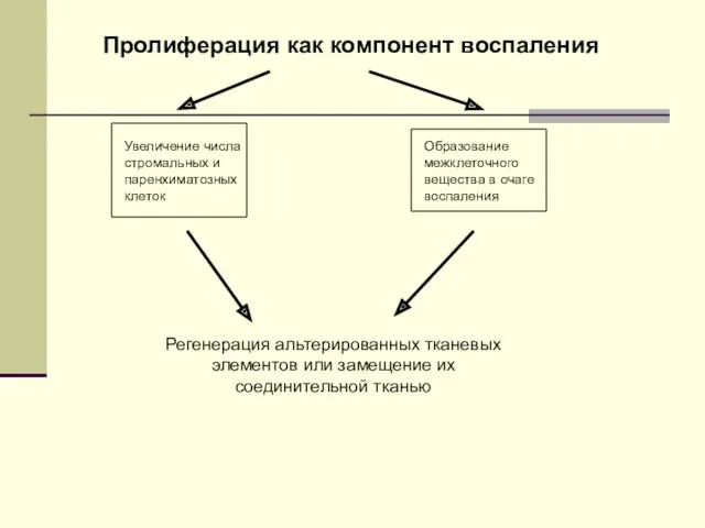 Пролиферация как компонент воспаления Увеличение числа стромальных и паренхиматозных клеток