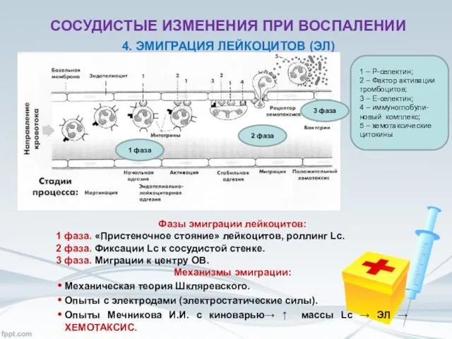 СОСУДИСТЫЕ ИЗМЕНЕНИЯ ПРИ ВОСПАЛЕНИИ 4. ЭМИГРАЦИЯ ЛЕЙКОЦИТОВ (ЭЛ) Фазы эмиграции