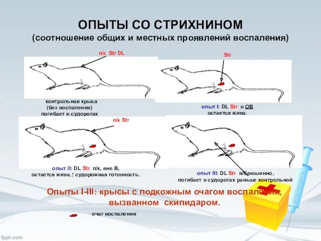 ОПЫТЫ СО СТРИХНИНОМ (соотношение общих и местных проявлений воспаления) -