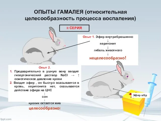 ОПЫТЫ ГАМАЛЕЯ (относительная целесообразность процесса воспаления) II СЕРИЯ