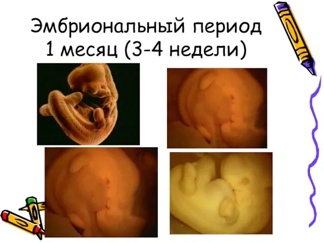Эмбриональный период 1 месяц (3-4 недели)