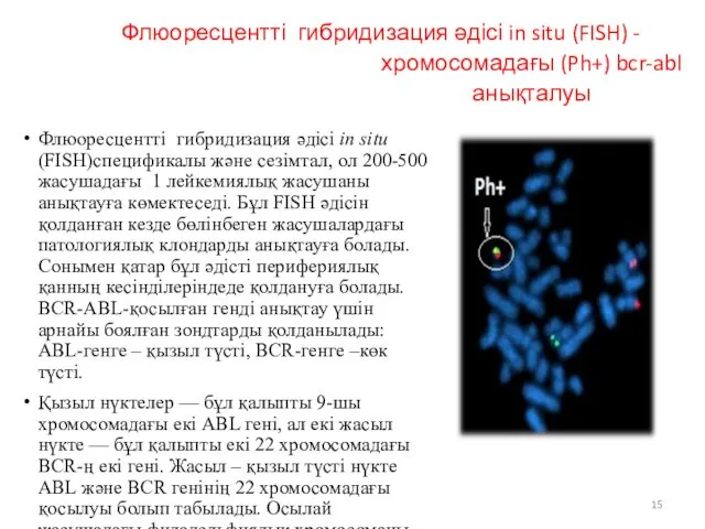 Флюоресцентті гибридизация әдісі in situ (FISH) - хромосомадағы (Ph+) bcr-abl анықталуы Флюоресцентті гибридизация