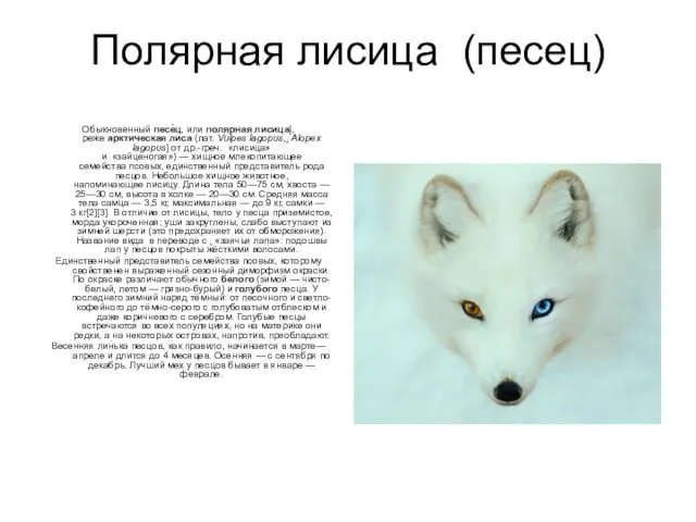 Полярная лисица (песец) Обыкновенный песе́ц, или полярная лисица],реже арктическая лиса