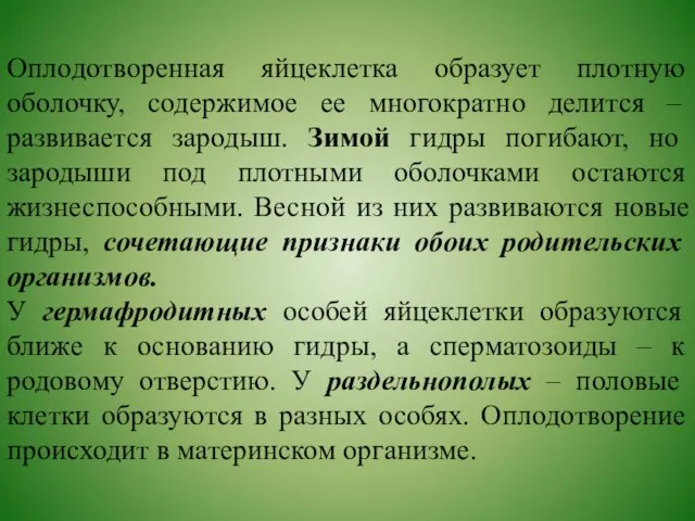 Оплодотворенная яйцеклетка образует плотную оболочку, содержимое ее многократно делится –