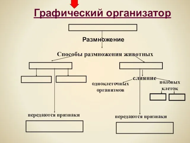 Графический организатор Размножение Способы размножения животных слияние одноклеточных организмов половых клеток передаются признаки передаются признаки