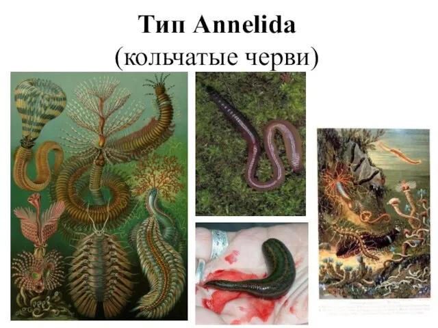 Тип Annelida (кольчатые черви)