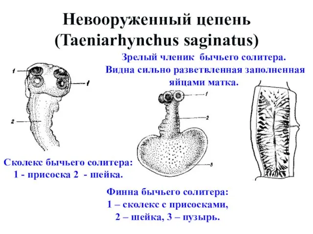 Невооруженный цепень (Taeniarhynchus saginatus) Сколекс бычьего солитера: 1 - присоска