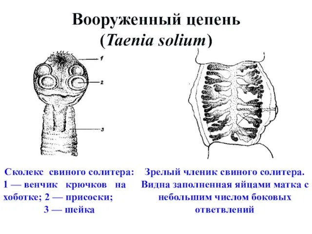 Вооруженный цепень (Taenia solium) Сколекс свиного солитера: 1 — венчик