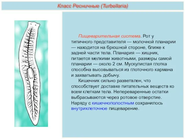 Пищеварительная система. Рот у типичного представителя — молочной планарии —