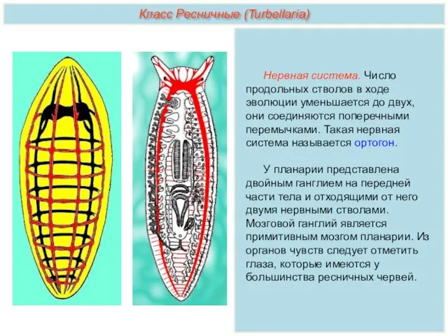 Нервная система. Число продольных стволов в ходе эволюции уменьшается до