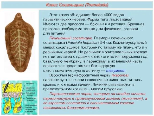 Этот класс объединяет более 4000 видов паразитических червей. Форма тела