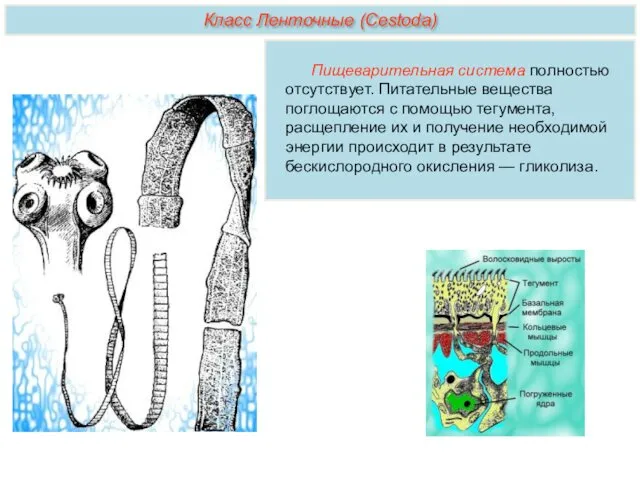 Пищеварительная система полностью отсутствует. Питательные вещества поглощаются с помощью тегумента,