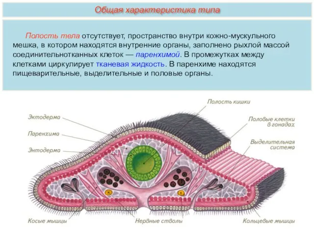 Полость тела отсутствует, пространство внутри кожно-мускульного мешка, в котором находятся