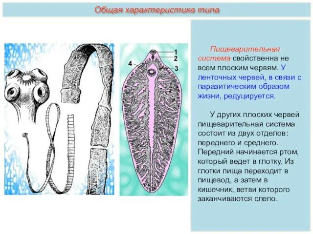 Пищеварительная система свойственна не всем плоским червям. У ленточных червей,