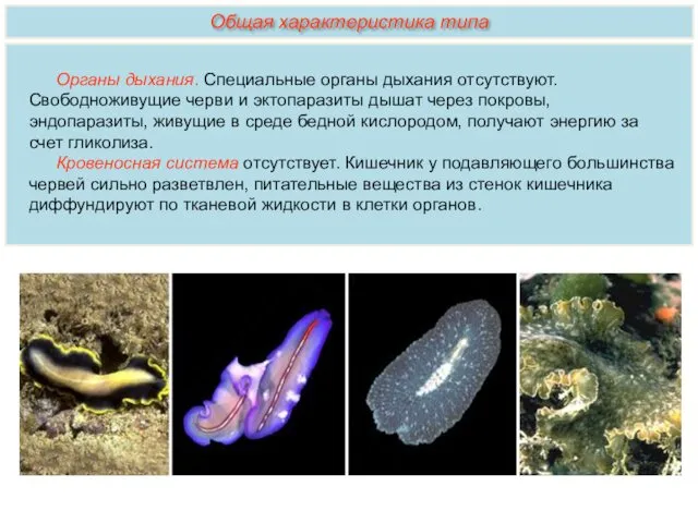 Органы дыхания. Специальные органы дыхания отсутствуют. Свободноживущие черви и эктопаразиты