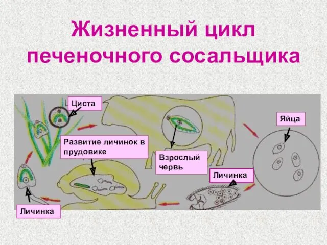 Жизненный цикл печеночного сосальщика Взрослый червь Яйца Личинка Развитие личинок в прудовике Циста Личинка