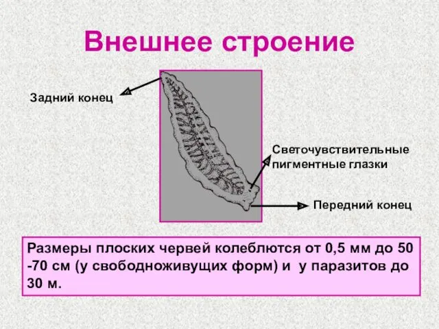Внешнее строение Размеры плоских червей колеблются от 0,5 мм до 50 -70 см