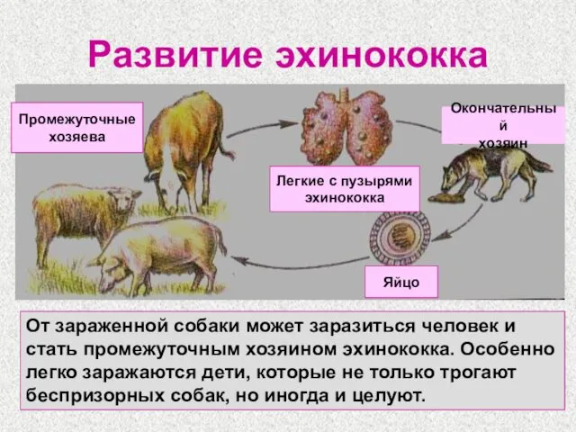 Развитие эхинококка От зараженной собаки может заразиться человек и стать промежуточным хозяином эхинококка.