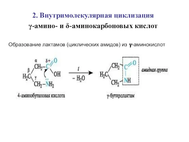 2. Внутримолекулярная циклизация γ-амино- и δ-аминокарбоновых кислот Образование лактамов (циклических амидов) из γ-аминокислот