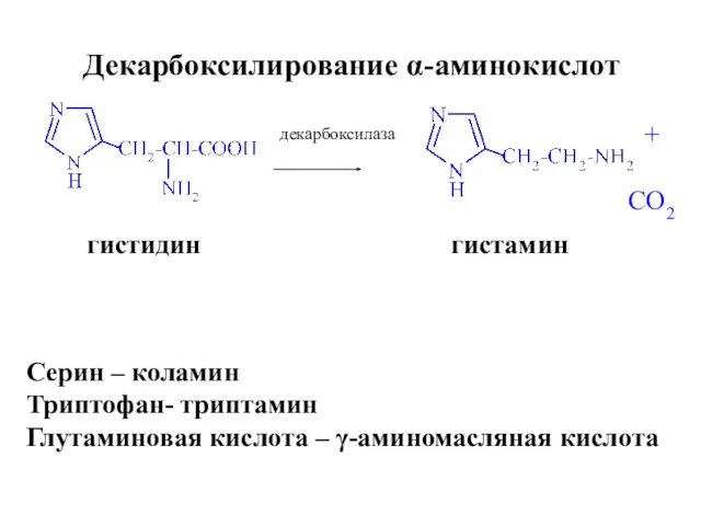 Декарбоксилирование α-аминокислот гистидин гистамин + CO2 декарбоксилаза Серин – коламин Триптофан- триптамин Глутаминовая
