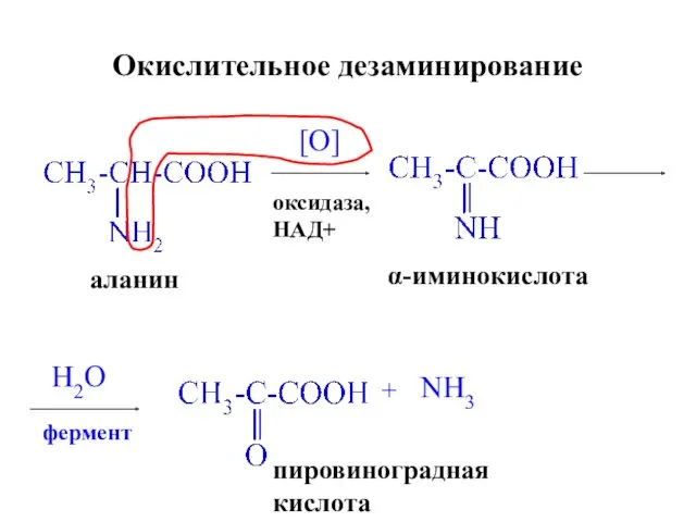 Окислительное дезаминирование аланин [O] оксидаза, НАД+ α-иминокислота H2O фермент пировиноградная кислота + NH3