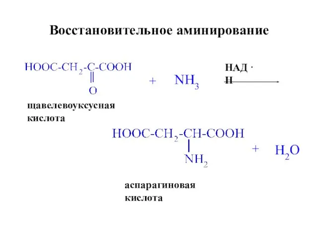 Восстановительное аминирование щавелевоуксусная кислота + NH3 НАД · Н аспарагиновая кислота + H2O