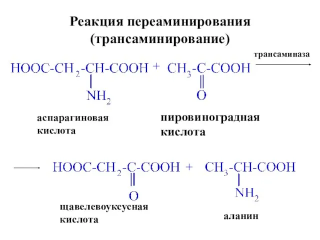 Реакция переаминирования (трансаминирование) аспарагиновая кислота + трансаминаза + пировиноградная кислота щавелевоуксусная кислота аланин