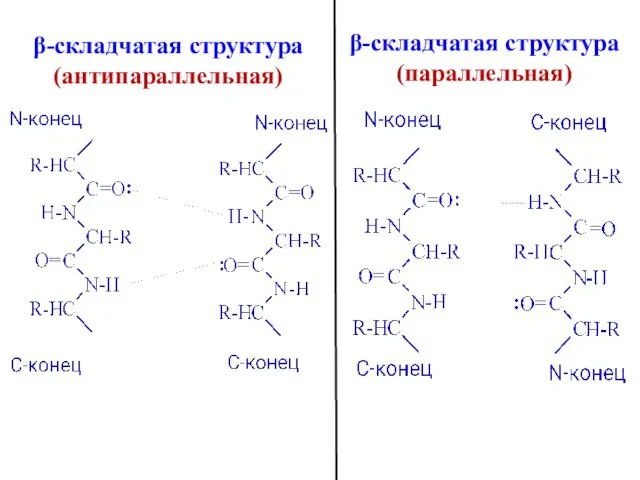 β-складчатая структура (параллельная) β-складчатая структура (антипараллельная)