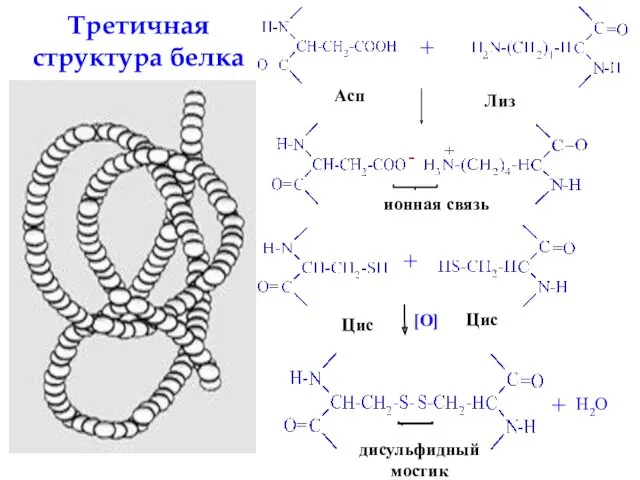 Третичная структура белка Асп + Лиз ионная связь Цис Цис + [O] + H2O дисульфидный мостик
