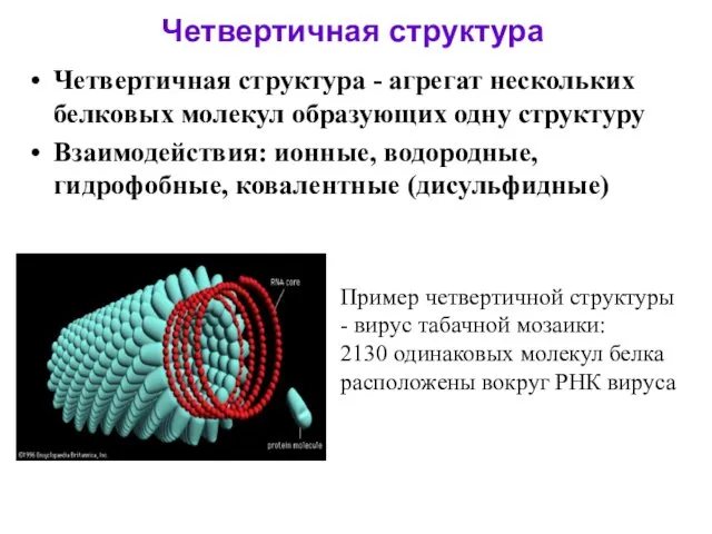 Четвертичная структура Четвертичная структура - агрегат нескольких белковых молекул образующих одну структуру Взаимодействия: