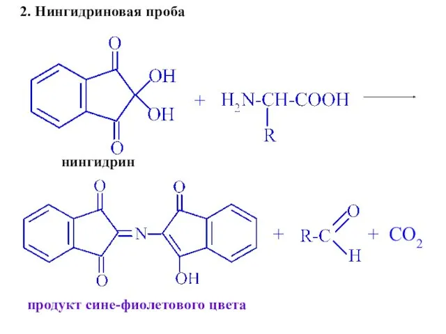 + + + CO2 нингидрин продукт сине-фиолетового цвета 2. Нингидриновая проба