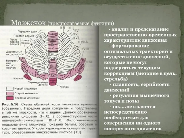 Мозжечок (предполагаемые функции) - анализ и предсказание пространственно-временных характеристик движения