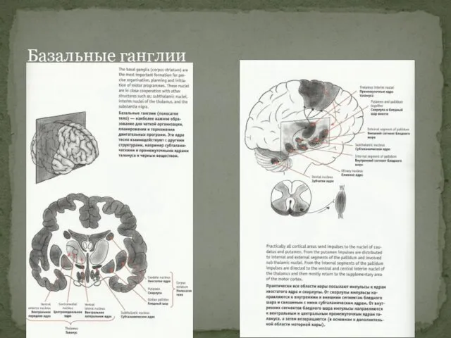 Базальные ганглии