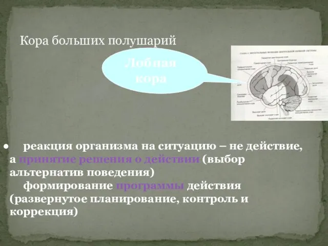 Кора больших полушарий Лобная кора реакция организма на ситуацию –