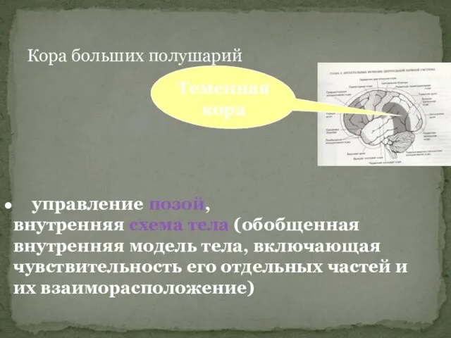 Кора больших полушарий управление позой, внутренняя схема тела (обобщенная внутренняя