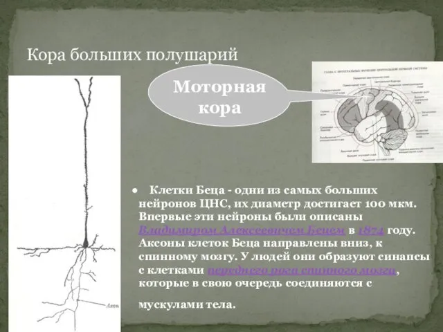 Кора больших полушарий Клетки Беца - одни из самых больших