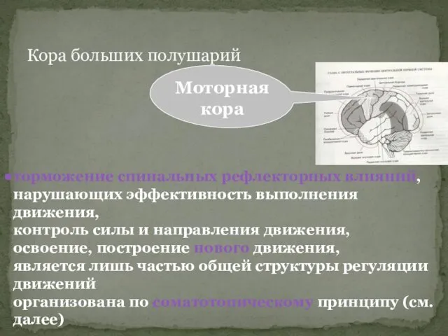 Кора больших полушарий торможение спинальных рефлекторных влияний, нарушающих эффективность выполнения