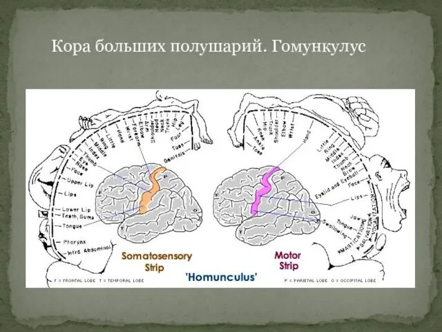 Кора больших полушарий. Гомункулус