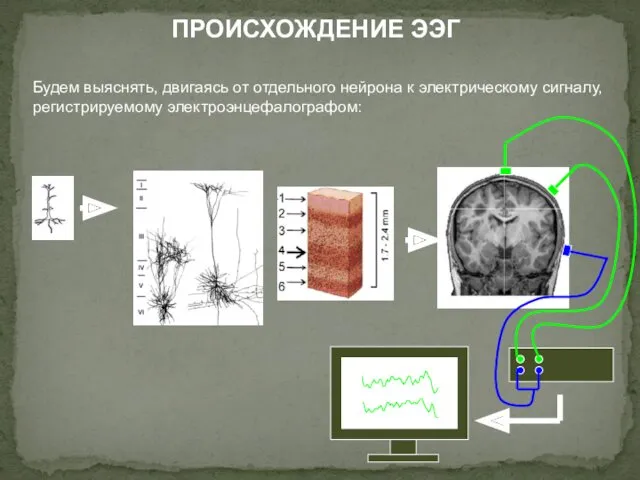 ПРОИСХОЖДЕНИЕ ЭЭГ Будем выяснять, двигаясь от отдельного нейрона к электрическому сигналу, регистрируемому электроэнцефалографом: