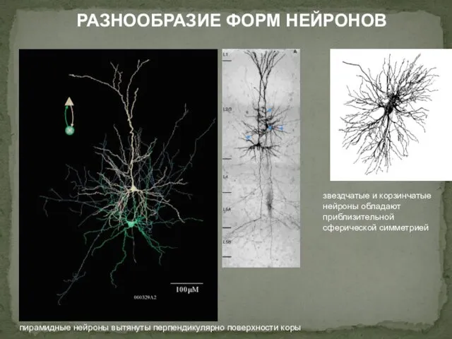 РАЗНООБРАЗИЕ ФОРМ НЕЙРОНОВ пирамидные нейроны вытянуты перпендикулярно поверхности коры звездчатые
