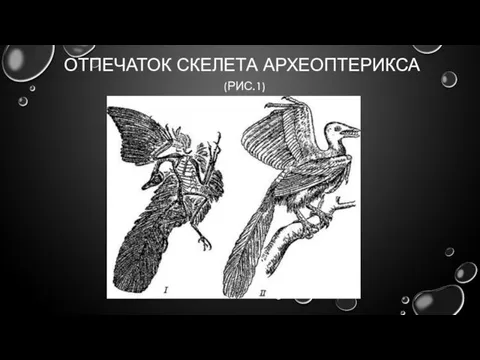 ОТПЕЧАТОК СКЕЛЕТА АРХЕОПТЕРИКСА (РИС.1)