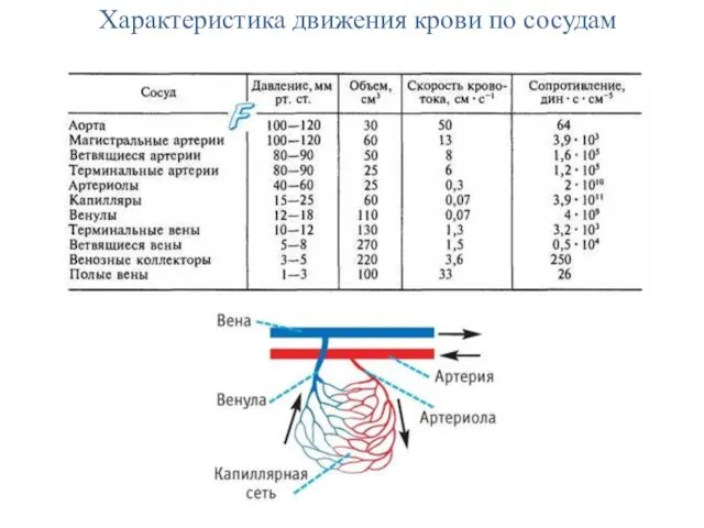 Характеристика движения крови по сосудам